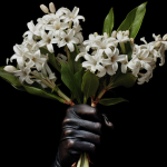 Гвоздика (L’œillet)