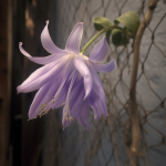 la campanule – колокольчик