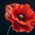 le coquelicot – мак