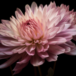 le chrysanthème – хризантема