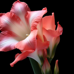 le glaïeul – гладиолус