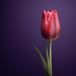 la tulipe – тюльпан